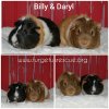 Furget Us Not Rescue Guinea Pigs