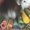 Need to re-home this adorable guy