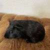 Two 5 Month Old Guinea Pigs