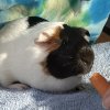 Female Guinea Pig w/ Cage, Supplies, Hides