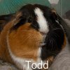 Adopt A Guinea Pig Family Of 3!