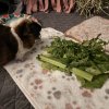 Two Fixed (Boy &amp;amp; Girl) 4 y/o Abyssinians!