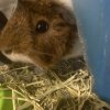 Rehoming two male Guinea pigs