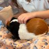 Two Female 2.5 year old guinea pigs