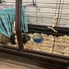 Two Five Year Old Male Bonded Pair