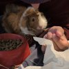 Male guinea pig in need of new home