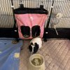 2 Female Guineas