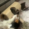 3 female Abyssinian guinea pigs