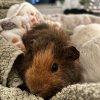 2 guinea pig females looking for loving home