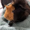 Bonded Pair of Guinea Pigs - supplies include