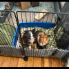 Two Male Bonded Guinea pigs