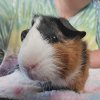 1 Young Male guinea pig needing a new home
