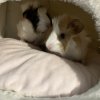 Max and Elvis