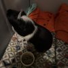 Single female piggie needs new home + friend