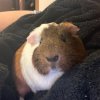 2 older male guinea pigs