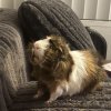 2 cute guinea pigs needing a home
