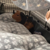 Two Male Bonded Guinea pigs