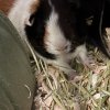 Sweet Bonded Girl Piggies