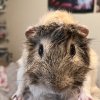 Sir George Needs a New Home
