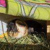 Male piggies in need of new home