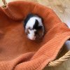 Baby Guinea Pigs