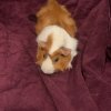 Rehome needed for two male guinea pigs