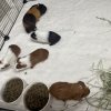 Sweet Momma with 4 babies