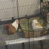 2 male guinea pigs under 5 months