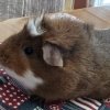 Cute Female Bonded Pair (Allergy Issues)