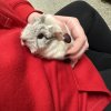 2 eight week old female guinea pigs