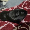 Guinea pigs to good homes