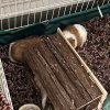 Guinea pigs need new home