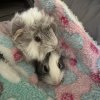 2 eight week old female guinea pigs