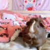 2 cute male guinea pigs new home needed ASAP