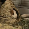 4 Sweet Female guinea pigs need your love