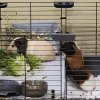 Two Quiet Male Guinea Pigs