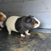 Lots of Guinea Pigs for Adoption