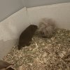 Little Bear and Toupee