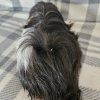 Sissy, 1 year old female