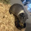 MALE GUINEA PIG FOR ADOPTION