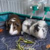 Adolescent Male Guinea Pigs | 6 months old