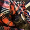 Single male guinea pig