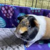 Female Piggy for Adoption