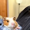 ?Sweet 6-Month-Old Female Guinea Pig