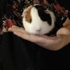 Female Guinea Pigs looking for forever home