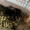 4 Bonded Male Guinea Pigs