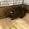 Fearful solo guinea pig male- Simba