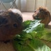 3 adult guinea pigs all females