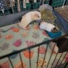 Need to rehome several guinea pigs