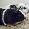 Bonded pair of adult males seeking new home